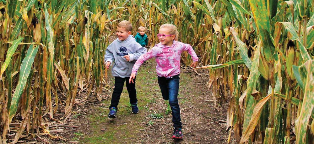 Corn Maze